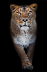 Fototapeta na wymiar In the dark predatory interest of big cat portrait of a muzzle of a curious peppy lioness close-up