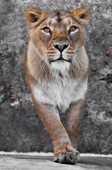  big cat portrait of a muzzle of a curious peppy lioness close-up discolored coat, bright orange eyes.
