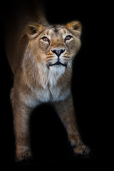 Naklejka na ściany i meble In the dark looking at you. predatory interest of big cat portrait of a muzzle of a curious peppy lioness close-up