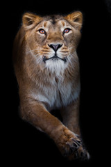 In the dark Pulls paws.  predatory interest of  big cat portrait of a muzzle of a curious peppy lioness close-up - obrazy, fototapety, plakaty
