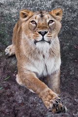 Naklejka na ściany i meble predatory interest of big cat portrait of a muzzle of a curious peppy lioness close-up