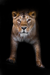 Fototapeta na wymiar In the dark Powerful paws confident look. predatory interest of big cat portrait of a muzzle of a curious peppy lioness close-up