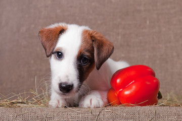 Fox Terrier puppy lies on a hay next to red pepper