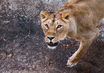  beast.  predatory interest of  big cat portrait of a muzzle of a curious peppy lioness close-up