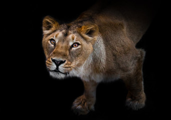 Obraz na płótnie Canvas In the dark a curious look. predatory interest of big cat portrait of a muzzle of a curious peppy lioness close-up