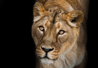 Fototapeta premium Calm confidence snow background. predatory interest of big cat portrait of a muzzle of a curious peppy lioness close-up