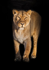 Fototapeta na wymiar In the dark In the dark Calm and confident steps forward. peppy powerful yellow lioness is walking.. isolated black background.