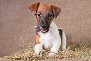 A fox terrier puppy lies on a burlap covered with hay