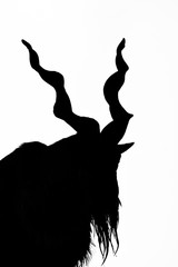 black silhouette of a horned goat on a rock on a white background.Goat Markhor stands on the...