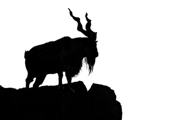 black silhouette of a horned goat on a rock on a white background. Goat Markhor stands on the...