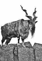 Goat Markhor stands on the mountain,  animal with huge branching horns.
