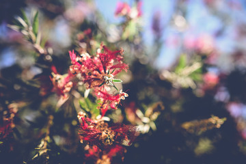 Background of blossoming tree with pink flowers in the spring.closeup