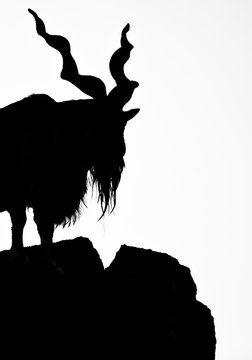 recommend clip art: black silhouette of a horned goat on a rock on a white background. Goat Markhor stands on the mountain,  animal with huge branching horns.