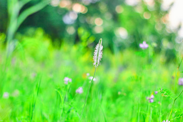 wild wild flowers with the background blurred