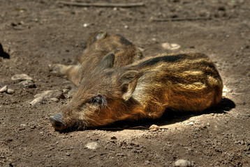 Cute wild boar piglets snoozing © Colin