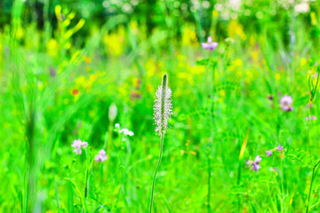wild wild flowers with the background blurred