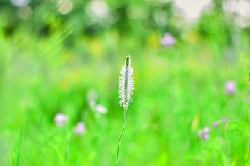 wild wild flowers with the background blurred