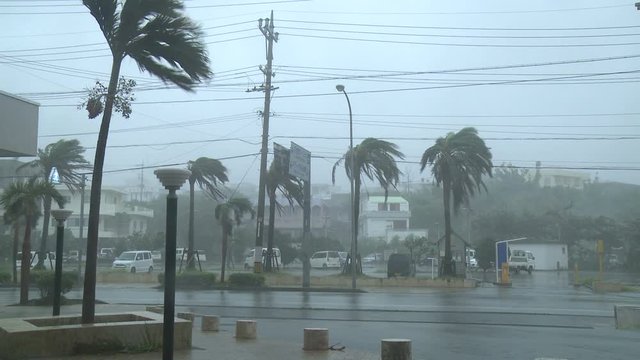 Palm Trees Thrash In Strong Wind Of Approaching Hurricane - Fitow