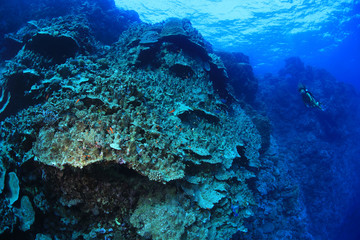 Fototapeta na wymiar Giant coral structure