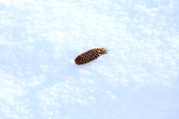 エゾマツの松ぼっくり