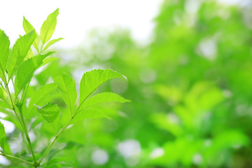 Fototapeta na wymiar Fresh green nature tree leaves on blurred background in the morning sunlight. Natural background with copy space.