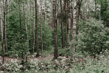 Green, leafy birch forest road trail z