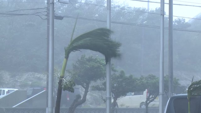 Palm Tree Thrashes In Powerful Hurricane Wind - Fitow
