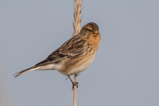 Twite Perched