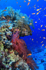 Naklejka na ściany i meble Beautiful coral reef and fish