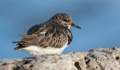 Turnstone on Rocks