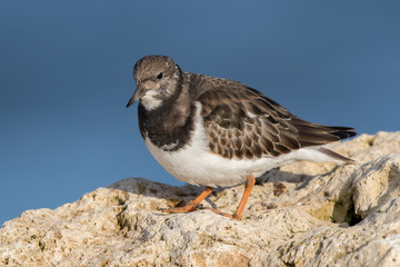 Turnstone on Rocks