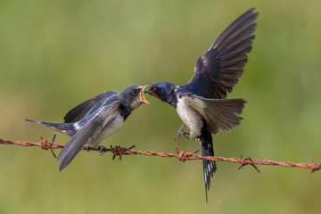 Swallow Feeding Young