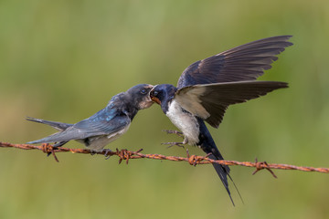 Swallow Feeding Young