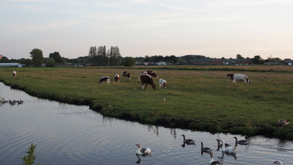 Fototapeta na wymiar the cows in fields of Amsterdam