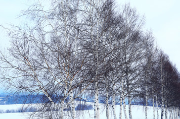 北海道の雪景色	