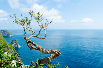 A tree on top of Kelingking cliff in Nusa Penida (Bali, Indonesia) - 310618274