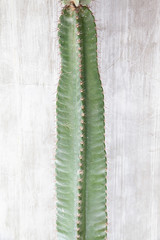 Cactus plant with concrete wall