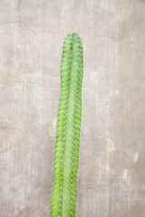 Cactus plant with concrete wall