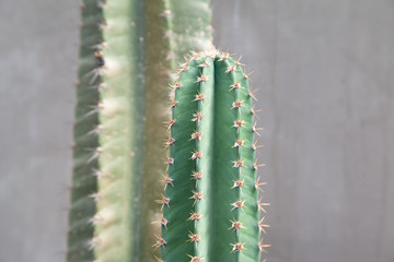 Cactus plant with concrete wall