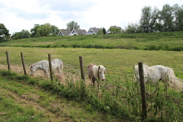 horses in field