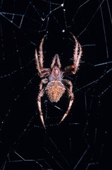 Spider - Neoscana 