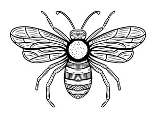 honey bee hand drawn engraved sketch drawing vector