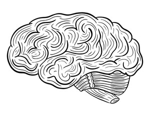 Fototapeta premium human brain hand drawn engraved sketch drawing vector