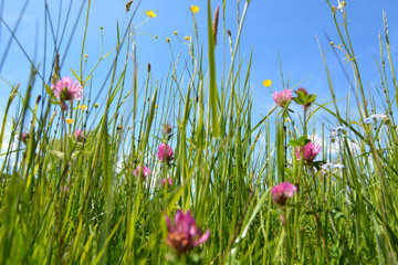 Blumenwiese im Frühling