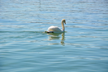 Weißer Schwan auf dem See
