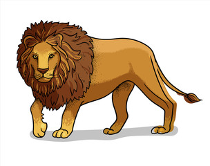 Obraz premium African savannah standing male lion isolated in cartoon style. Educational zoology illustration, coloring book picture.