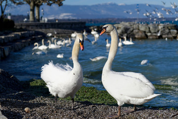 Cygnes sur les rives du lac de Genève