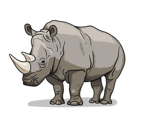 African savannah animal rhinoceros isolated in cartoon style. Educational zoology illustration, coloring book picture. - obrazy, fototapety, plakaty