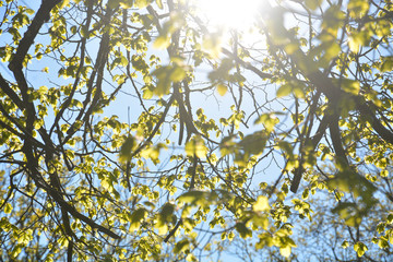 Junge Blätter - Baum im Frühling 