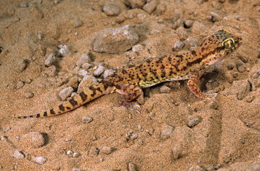 Sindh Sand Gecko, Crossobamon orientalis